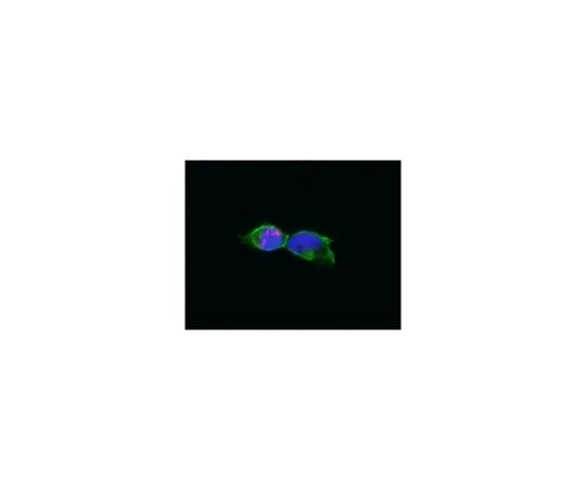 62-8505-36 Anti-PML Isoform II Antibody, clone 1A8.1 MABE175
