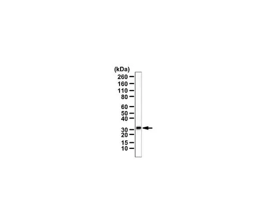 62-8470-73 Anti-CH25H ABS562