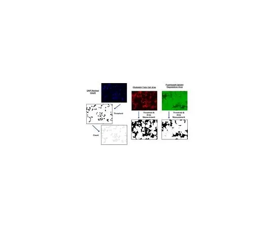62-8482-17 QCM(TM) Gelatin Invadopodia Assay (Green), Fluorescent; 32 assays (1 kit) ECM670