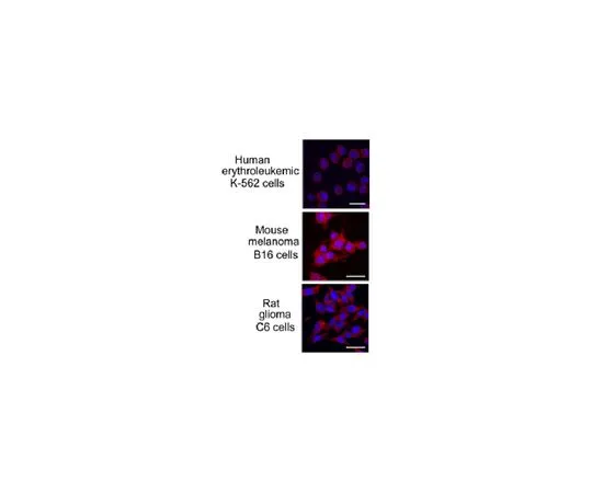 62-8508-52 Anti- HSPA8/Hsc70 Antibody, clone N69 MABE1120