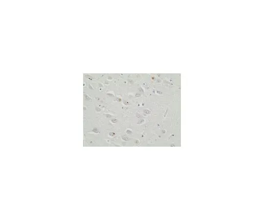 62-8519-59 Anti-GRGR repeats, clone 5A2 MABN778