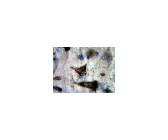 62-8500-25 Anti-Serotonin receptor 1A, clone 19A9.2; 100 μg MAB11041