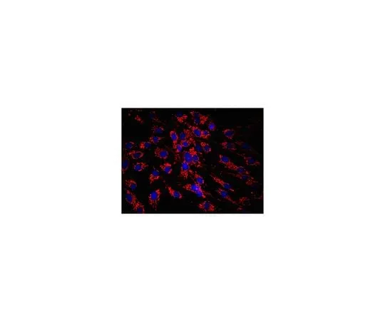 62-8490-66 Anti-Mitochondria Antibody, clone 113-1, Cy3 Conjugate MAB1273C3