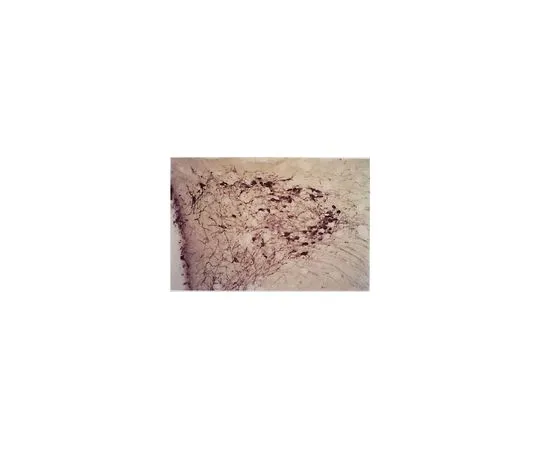 62-8497-48 Anti-Oxytocin, clone 4G11; 100 μL MAB5296