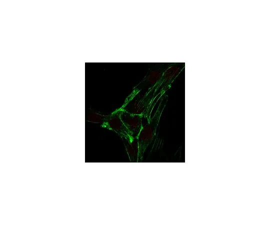 62-8527-21 Anti-SUN1 Antibody, clone 12.10F MABT892