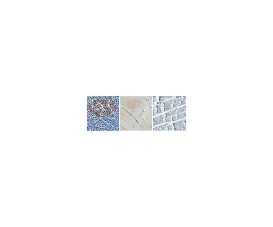 62-8524-44 Anti-Lipoprotein Lipase/LPL Antibody, clone 4-1a MABS1270