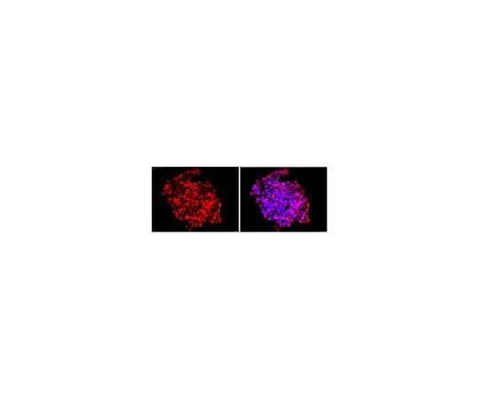 62-8496-61 Anti-DPPA-2, clone 6C1.2, Cy3 conjugate MAB4356C3