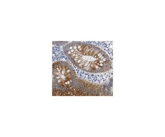 62-8494-77 Anti-Cytokeratin 18, clone CK2 (Ascites Free) MAB3404-C