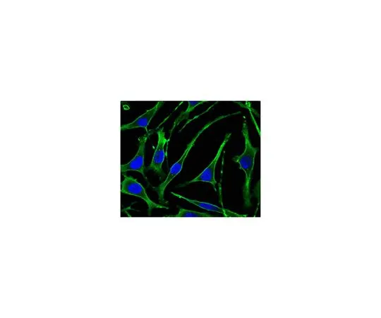 62-8519-13 Anti-PTH1R, clone 4D2 MABN688