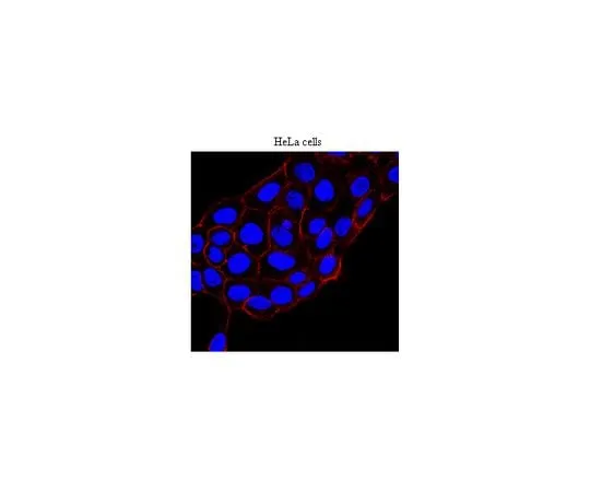 62-8494-01 Anti-KRIT-1, clone 15; 100 μg MAB2630