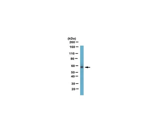 62-8469-83 Anti-hCE-1 ABS310