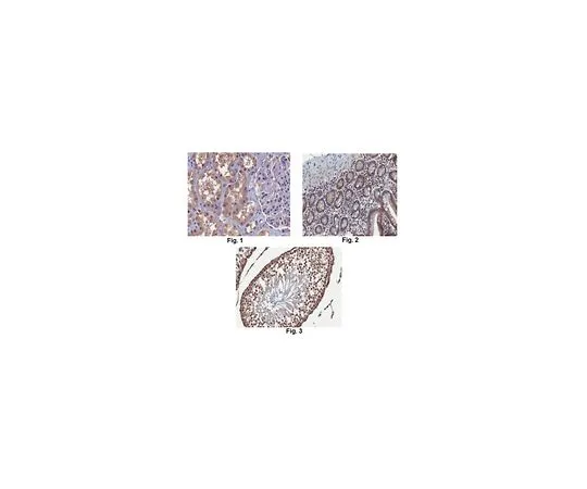 62-8507-85 Anti-VprBP Antibody, clone 8A7.2 MABE969
