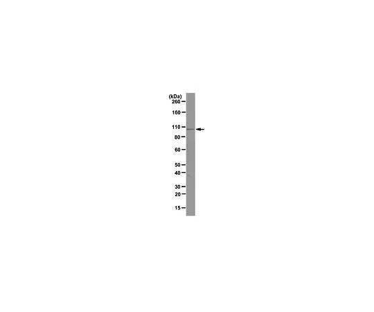 62-8505-19 Anti-Ago1, clone 4G7-E12; 100 μg MABE143