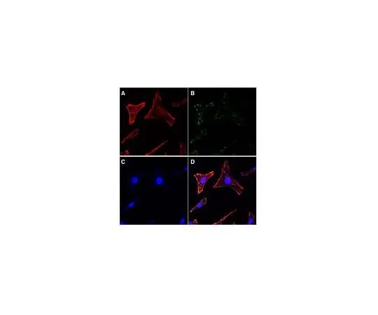 62-8483-27 Actin Cytoskeleton / Focal Adhesion Staining Kit; 100 assays FAK100