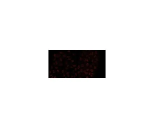 62-8507-21 Anti-HP1γ Antibody, clone 14D3.1 MABE656