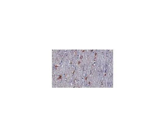 62-8495-66 Anti-APC Antibody, CT, clone C-APC Antibody 28.9, Ascites Free MAB3786-C