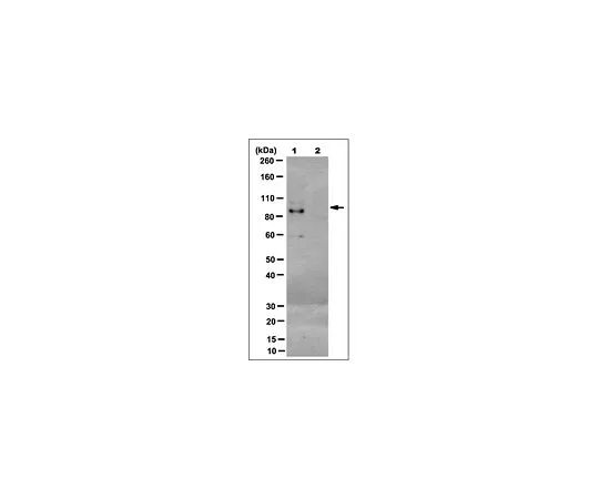 62-8507-79 Anti-NFE2-related factor 1/Nrf1, clone 17 MABE956