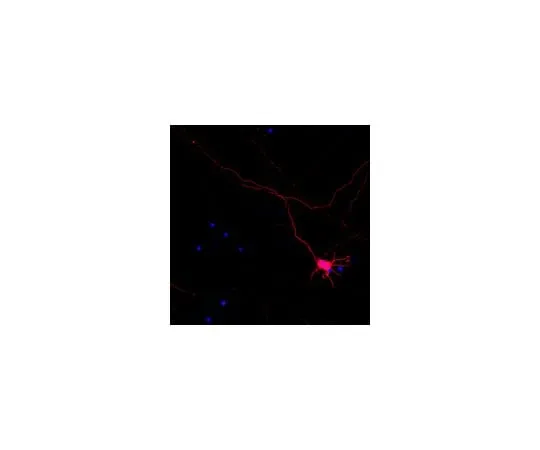62-8468-93 Neuro-Chrom(TM) Pan Neuronal Marker - Rabbit, Cy3 Conjugate; 100 μL ABN2300C3