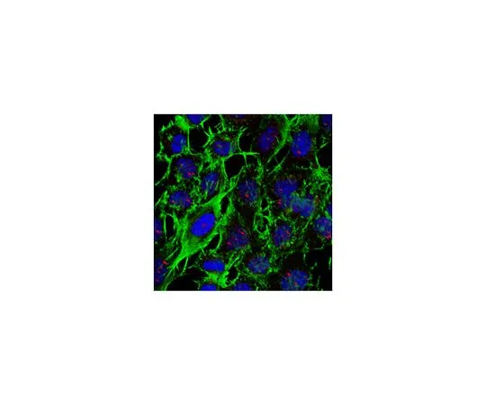 62-8503-66 Anti-Sp100 Antibody, clone 2H1.1 MABC1037