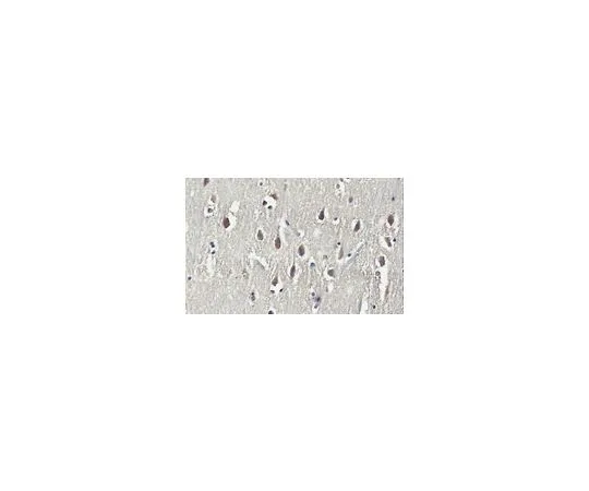 62-8503-53 Anti-PD-L1 Antibody, clone 29E.2A3.C6, Azide Free MABC980