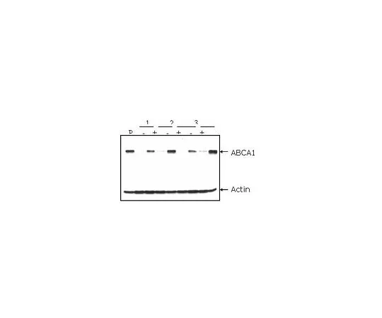 62-8499-85 anti-ABCA1, clone AB.H10; 100 μg MAB10005