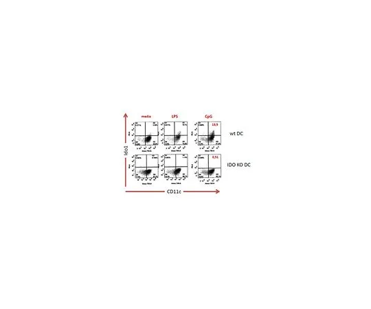 62-8522-83 Anti-Ido1, clone 8G11 Antibody MABS485