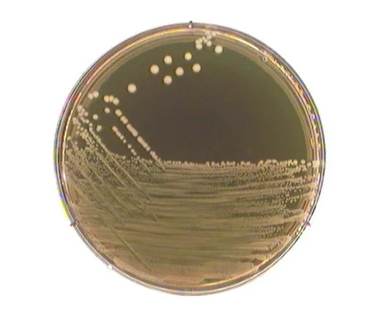 61-0202-91 M 17 Agar Medium (By TERZAGHI) for Microbiology 115108 500G 1.15108.0500