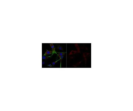 62-8474-12 Anti-Cofilin-1 Antibody ABT1493