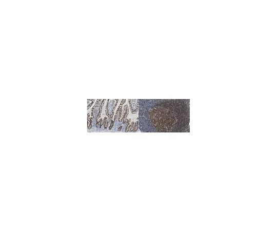 62-8520-76 Anti-CHCHD10 Antibody, clone 11F11.2 MABN1524