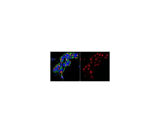 62-8521-29 Anti-SorLA Antibody, clone 20C11 MABN1793