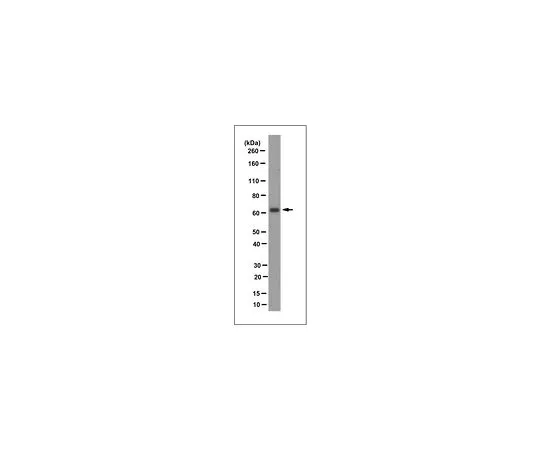 62-8509-48 Anti-AIP1/WD repeat-containing protein 1, clone 13F10 MABF264