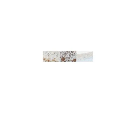 62-8521-34 Anti-PMCA4b Antibody, clone JA3 MABN1801