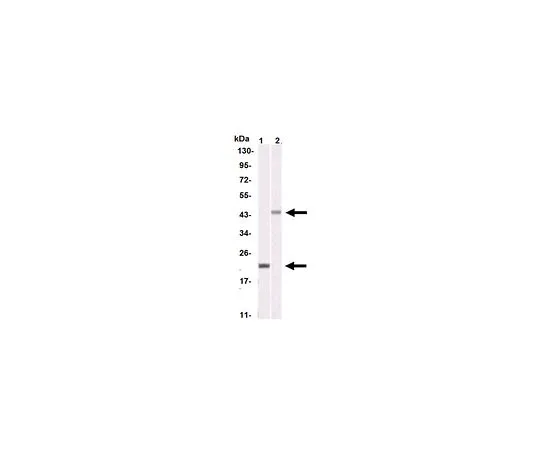 62-8506-95 Anti-AURKB, clone 13E8D3 Antibody MABE627