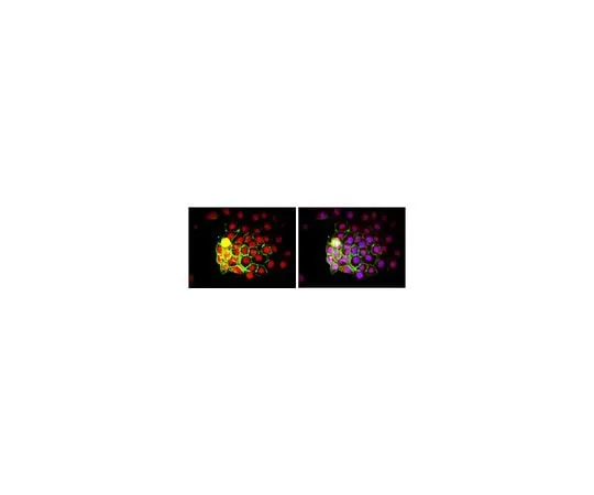 62-8490-73 Anti-Nuclei Antibody, clone 235-1, Biotin Conjugate MAB1281B