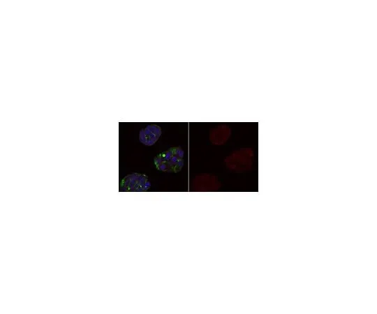 62-8505-96 Anti-MDM2 Antibody, clone IF2, Alexa Fluor(R) 555 Conjugate MABE340-AF555
