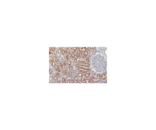 62-8508-47 Anti-PRMT9 Antibody, clone 128-29-1 MABE1112