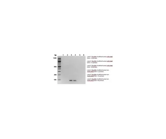 62-8531-66 CpGenome Human Methylated & Non-Methylated DNA Standard Set S8001