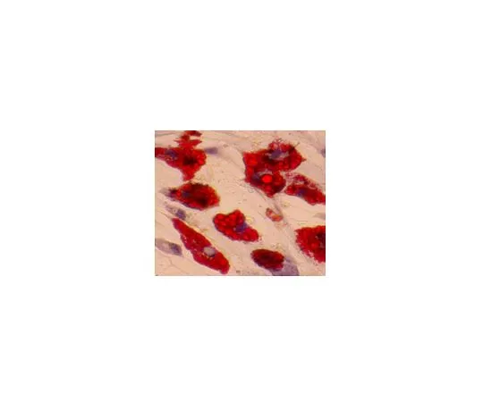 62-8532-54 Mesenchymal Adipogenesis Kit; 1 kit SCR020