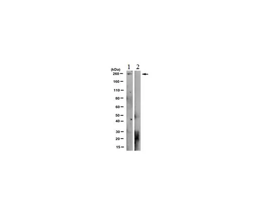 62-8506-10 Anti-phospho-RNAPII Antibody (Thr4), clone 1G7 Cat. No. MABE348 MABE348