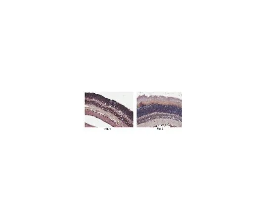 62-8519-74 Anti-EYS Antibody, clone 3G10.1 MABN807
