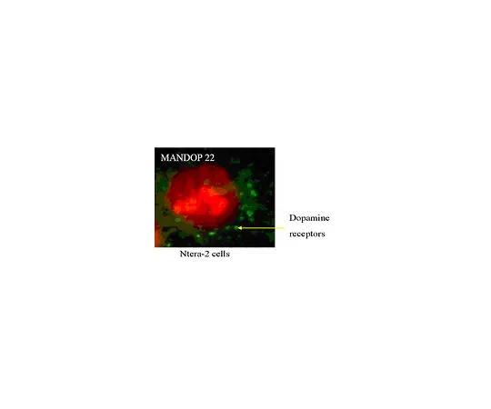 62-8516-53 Anti-Dopamine D2 receptor (DRD2), clone 3D9; 200 μg MABN53