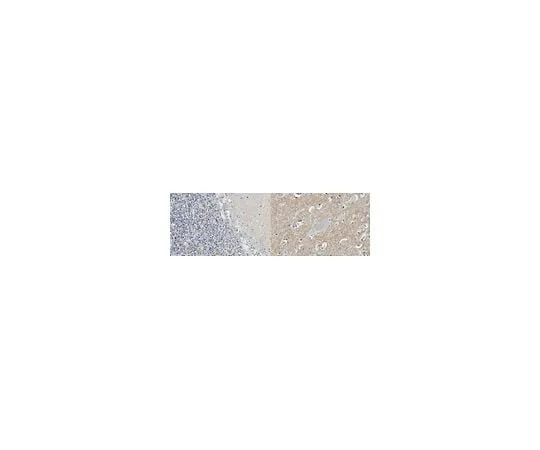 62-8521-63 Anti-Catenin Delta-2 Antibody, clone 12B4 MABN2254