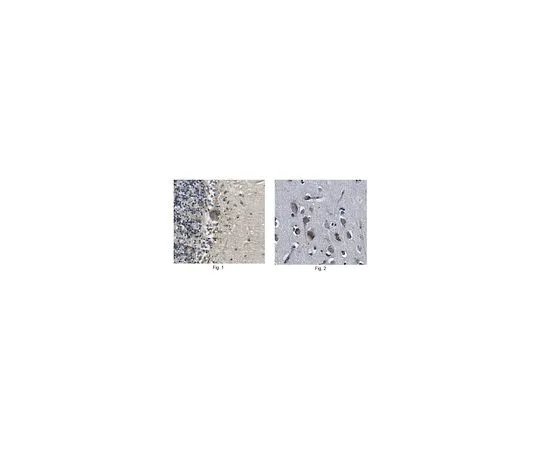 62-8520-99 Anti-WWOX, clone 12G5 MABN1594
