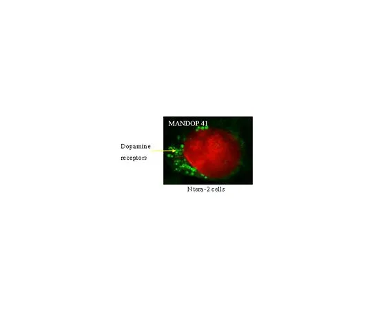 62-8516-85 Anti-DRD4, clone 2B9; 100 μg MABN125