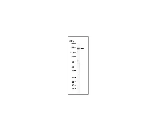 62-8517-20 Anti-CNGB1 Clone 5A5.1 MABN282