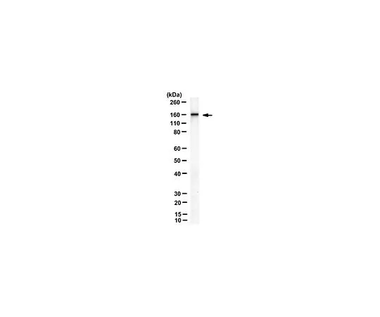 62-8525-01 Anti-RIP140 Antibody, clone 6D7 MABS1917