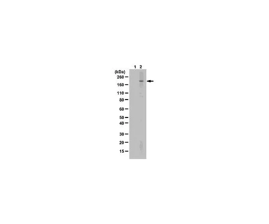 62-8477-48 Sheep anti-Human IgM, (Fc); 500 μg AP512
