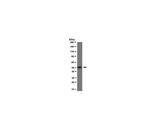 62-8527-11 Anti-acetyl-alpha tubulin Antibody, clone 6-11B-1 MABT868