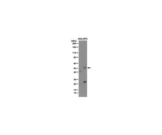 62-8493-62 Anti-Cholesterol-24 Hydroxylase, clone1A7; 100 μg MAB2259