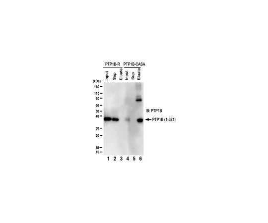 62-8522-66 Anti-PTP1B (Conformation-Sensing), clone scFvs 45 MABS456